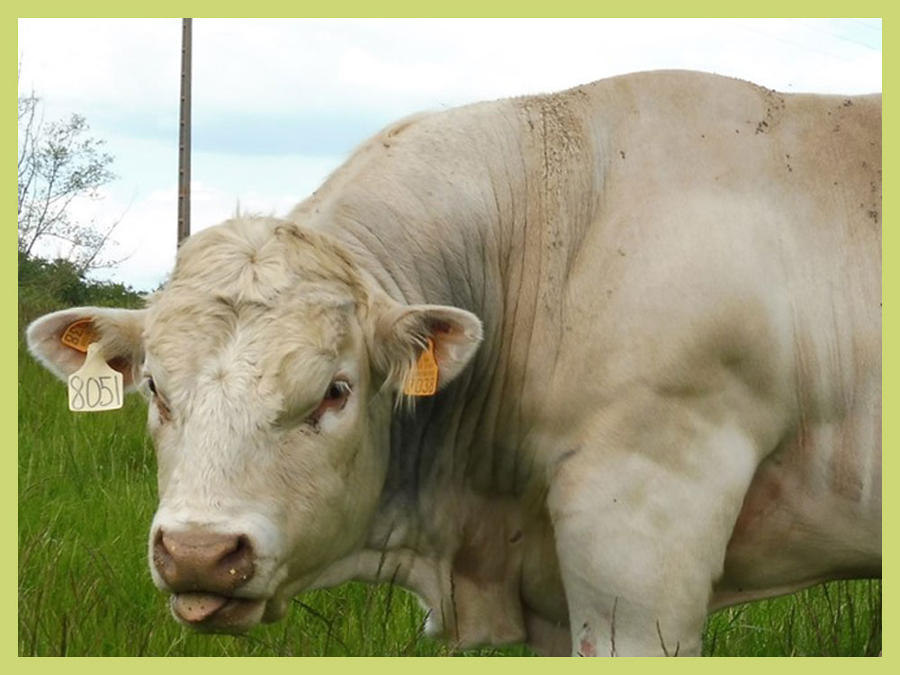 Taureaux 30 mois à vendre Image