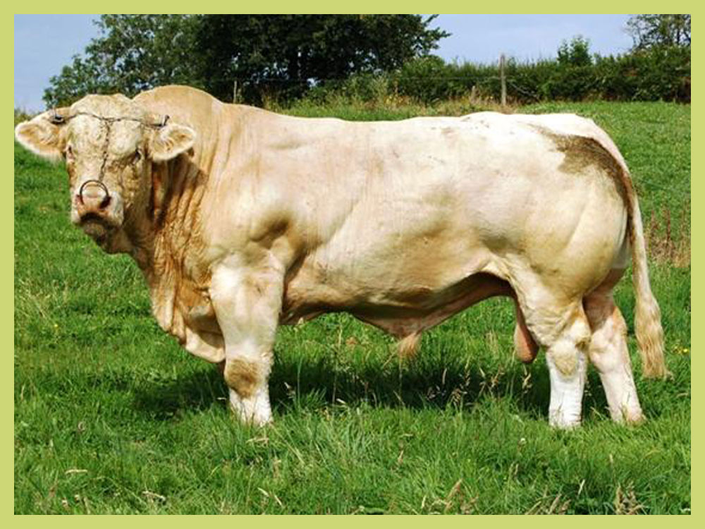 Taureaux adultes à vendre Image