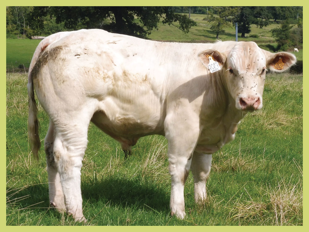 Veaux à vendre Image