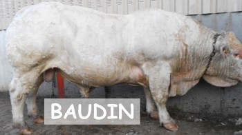 Baudin5