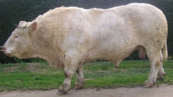 Bonaparte
