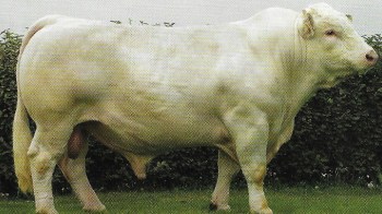 Dumas
