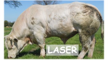 Laser7
